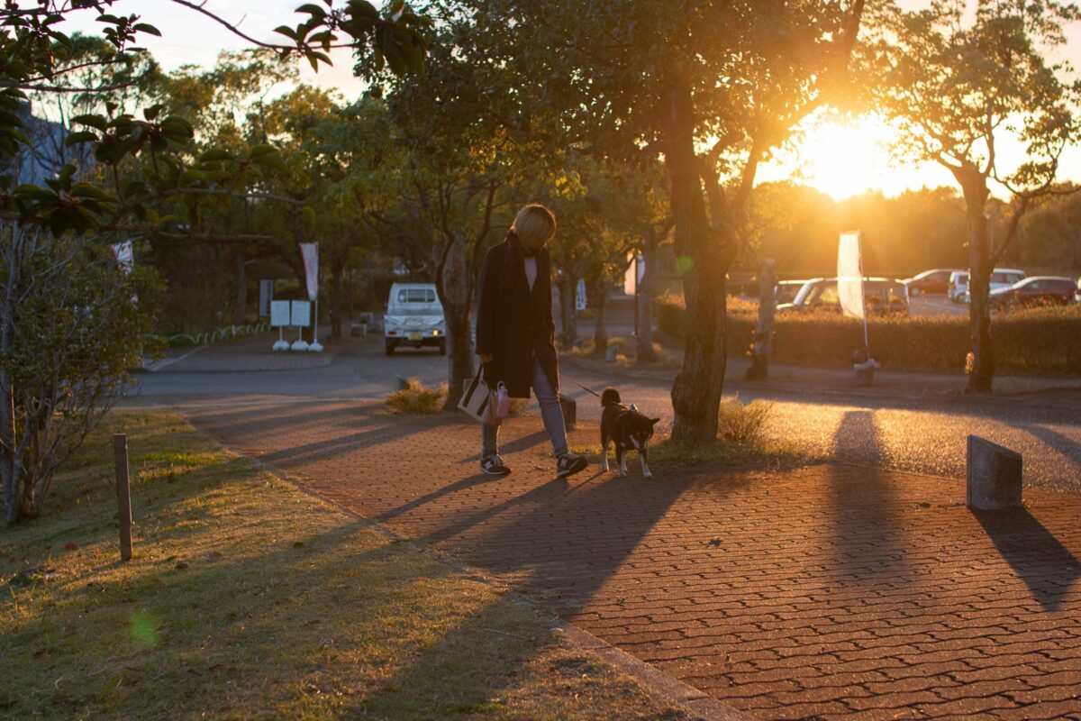 柴犬 散歩